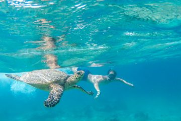 Discover the allure of diving and snorkeling at top destinations like the Great Barrier Reef, Maldives, Red Sea, Bonaire, Palau, Raja Ampat, and the Galápagos Islands. Explore vibrant marine life, stunning seascapes, and get tips for an unforgettable underwater adventure.