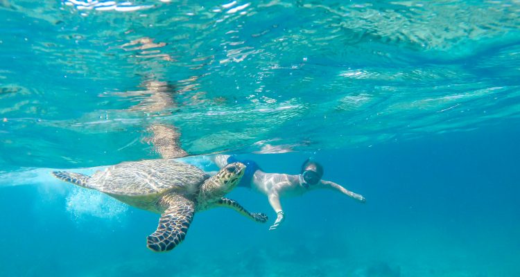 Discover the allure of diving and snorkeling at top destinations like the Great Barrier Reef, Maldives, Red Sea, Bonaire, Palau, Raja Ampat, and the Galápagos Islands. Explore vibrant marine life, stunning seascapes, and get tips for an unforgettable underwater adventure.